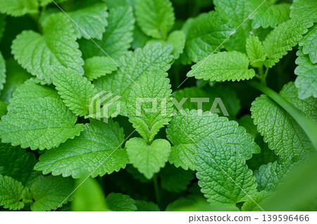 Lemon balm Lemon balm 139596466