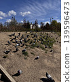Pigeons Sunbathing by Water 139596473