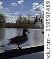 Duck by the Water 139596489