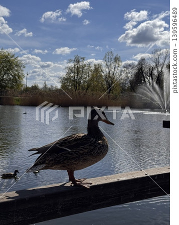 Duck by the Water Duck by the Water 139596489