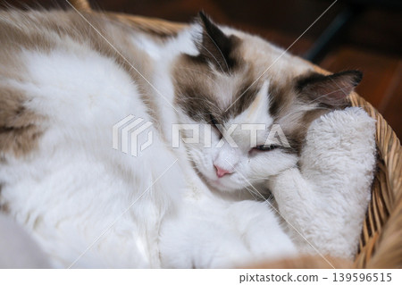 Cute Ragdoll cat sleeping in a basket Cute Ragdoll cat sleeping in a basket 139596515