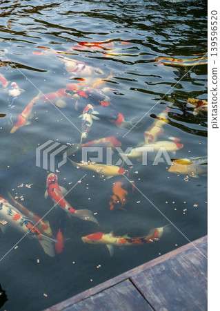 Koi fish or Nishikigoi in outdoor pond in the Japanese style garden 139596520