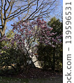Pink Magnolia Tree in Garden 139596531