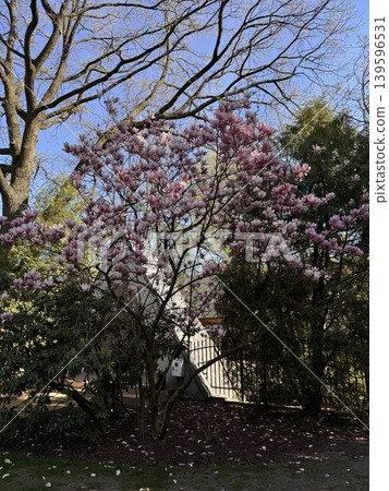 Pink Magnolia Tree in Garden Pink Magnolia Tree in Garden 139596531