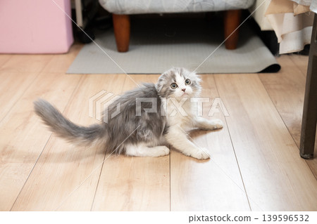 A Munchkin kitten getting ready A Munchkin kitten getting ready 139596532