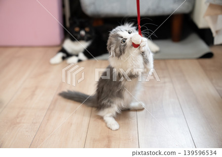 A Munchkin kitten holding onto a red ribbon. A Munchkin kitten holding onto a red ribbon. 139596534