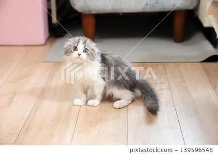 A Munchkin kitten getting ready A Munchkin kitten getting ready 139596548