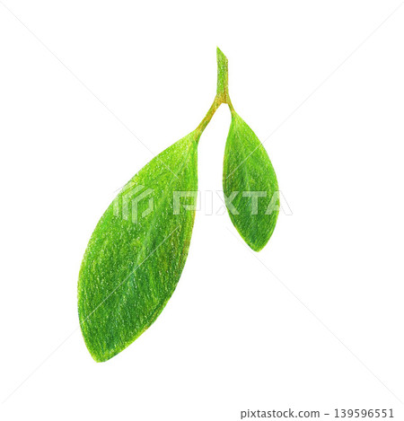Hand drawn illustration with a green lemon leaves. Green leaves on a white background for graphic design. Hand drawn illustration with a green lemon leaves. Green leaves on a white background for graphic design. 139596551