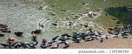 A Gathering of Fowl Ducks and Pigeons Enjoying a Sunny Day at the Pond in the Park A Gathering of Fowl Ducks and Pigeons Enjoying a Sunny Day at the Pond in the Park 139596564