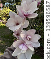 Pale Pink Magnolias in Hand 139596587