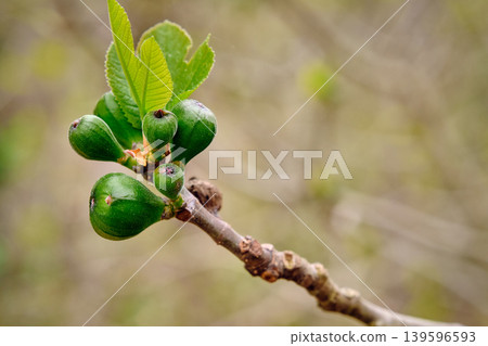 Fig branch with young leaves and fruits Fig branch with young leaves and fruits 139596593