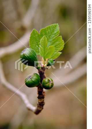 Fig branch with young leaves and fruits Fig branch with young leaves and fruits 139596594