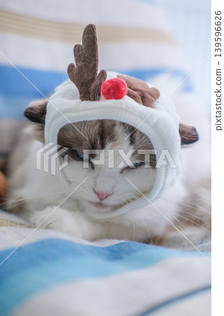 Cute Ragdoll cat in a Christmas costume. Cute Ragdoll cat in a Christmas costume. 139596626