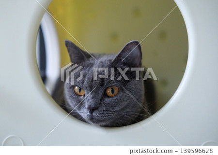 British Shorthair cat in the cat shelter British Shorthair cat in the cat shelter 139596628