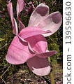 Large Pink Magnolia 139596630