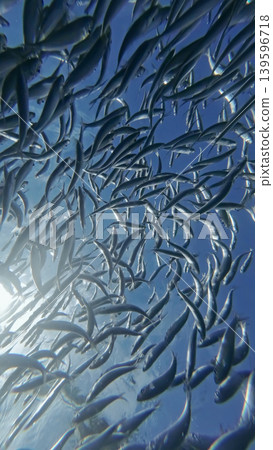 Underwater view of shoal sardine fish in sea 139596718