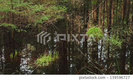 Bog and dark pine forest nature landscape Bog and dark pine forest nature landscape 139596727