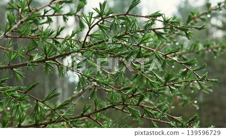 Larch branch with green needles covered in rain drops Larch branch with green needles covered in rain drops 139596729
