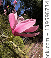 Bright pink magnolia  139596734