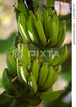 Banana palm with large fruits Banana palm with large fruits 139596747