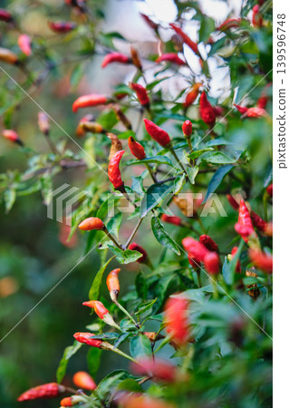 Small red chili pepper bush Small red chili pepper bush 139596748
