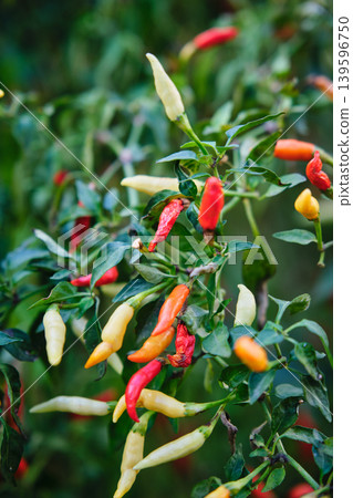 Small red chili pepper bush Small red chili pepper bush 139596750