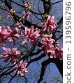 Bright Pink Magnolias at Tree Top 139596796