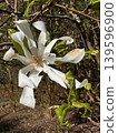 White Feather Magnolia on Branch 139596900