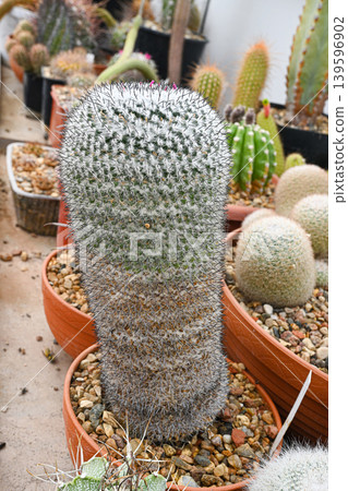 Cactus mammillaria albilanata, densely covered with white fluff and dark spines Cactus mammillaria albilanata, densely covered with white fluff and dark spines 139596902