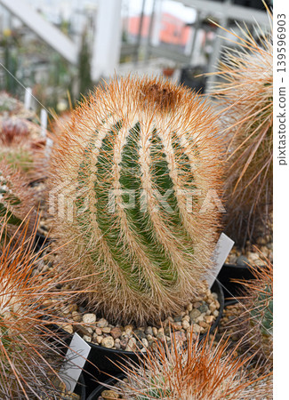 Cactus uebelmannia pectinifera with prominent green ribs and a thick coat of golden-brown thorns Cactus uebelmannia pectinifera with prominent green ribs and a thick coat of golden-brown thorns 139596903