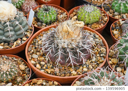 Gymnocalycium spegazzinii cactus with prominent white spikes and fluffy crown Gymnocalycium spegazzinii cactus with prominent white spikes and fluffy crown 139596905