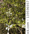 White magnolias on the hands of a tree 139596937