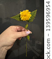 Yellow Kerria in Hand 139596954