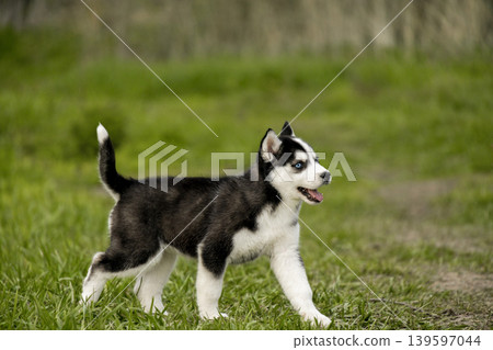 A blue-eyed Siberian Husky puppy is captured mid-stride while exploring a green field. The puppy has its mouth slightly open, looking happy and active 139597044
