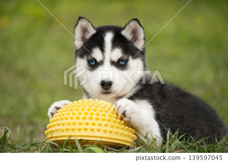 A detailed shot of a young Siberian Husky puppy resting its paws on a yellow balance pod. The puppy gazes directly into the lens with its intense blue eyes. A detailed shot of a young Siberian Husky puppy resting its paws on a yellow balance pod. The puppy gazes directly into the lens with its intense blue eyes. 139597045