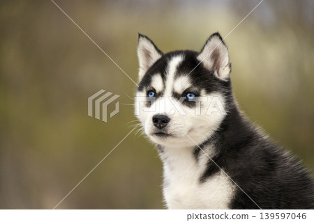 A close-up portrait of a black and white Siberian Husky puppy with striking blue eyes. The young dog looks curiously at the camera against a soft blurred natural background. A close-up portrait of a black and white Siberian Husky puppy with striking blue eyes. The young dog looks curiously at the camera against a soft blurred natural background. 139597046