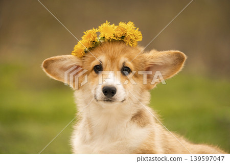 A cute Welsh Corgi puppy with a wreath of yellow dandelions on its head. The puppy looks directly at the camera with a calm and sweet expression A cute Welsh Corgi puppy with a wreath of yellow dandelions on its head. The puppy looks directly at the camera with a calm and sweet expression 139597047