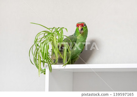Green parrot perches calmly on a white shelf 139597165