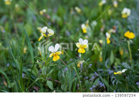 Tiny yellow wild violets in a spring meadow. Detail of a natural landscape with wildflowers among wild vegetation. Tiny yellow wild violets in a spring meadow. Detail of a natural landscape with wildflowers among wild vegetation. 139597254