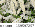 White spirea bush blossoms with small flowers and green leaves in a spring garden, ornamental flowering shrub Grefsheim 139597257