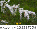 Willow tree branches with fluffy white catkins and green leaves in early spring 139597258