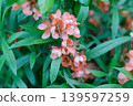 Japanese quince branch with orange flowers and narrow green leaves in a spring garden, ornamental flowering shrub close up 139597259