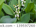 Blooming lilies of the valley with inflorescences of small white bell-shaped flowers covered with dew against the other plants. 139597260