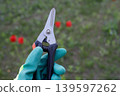 Human hand holds black garden shears for spring pruning of trees, bushes, and flowers in a garden against a flower bed. Plant care and landscaping 139597262