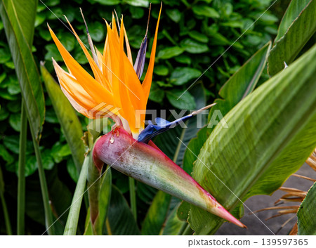 Bird of Paradise Flower - Beauty of nature Bird of Paradise Flower - Beauty of nature 139597365