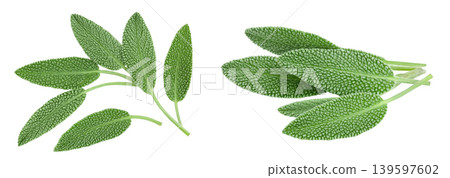 fresh sage herb isolated on white background with full depth of field, Top view. Flat lay fresh sage herb isolated on white background with full depth of field, Top view. Flat lay 139597602