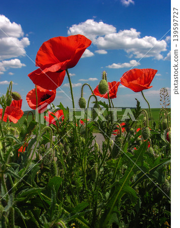 Wild poppy close-up, Papaver rhoeas in field Wild poppy close-up, Papaver rhoeas in field 139597727