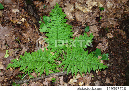 female shieldwort or from the genus Dryopteris in the forest female shieldwort or from the genus Dryopteris in the forest 139597728