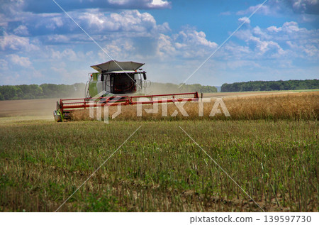 threshing of dry rapeseed, harvesting with a combine threshing of dry rapeseed, harvesting with a combine 139597730