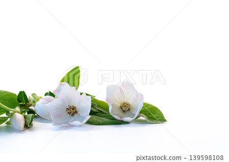 Natural quince blossom branch with delicate blooming petals Natural quince blossom branch with delicate blooming petals 139598108